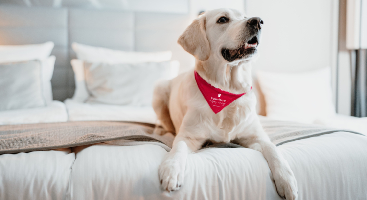 Hunde bei Leonardo Hotels