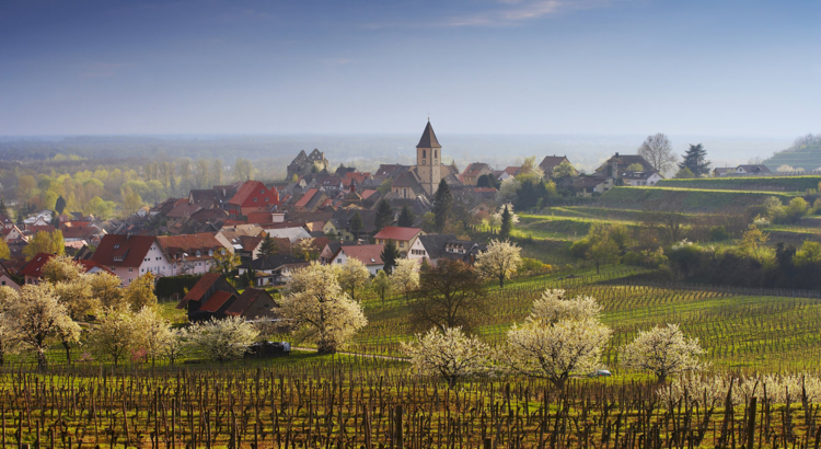 Schwarzwald Kaiserstuhl Burkheim Foto E Spiegelhalter Schwarzwald Tourismus
